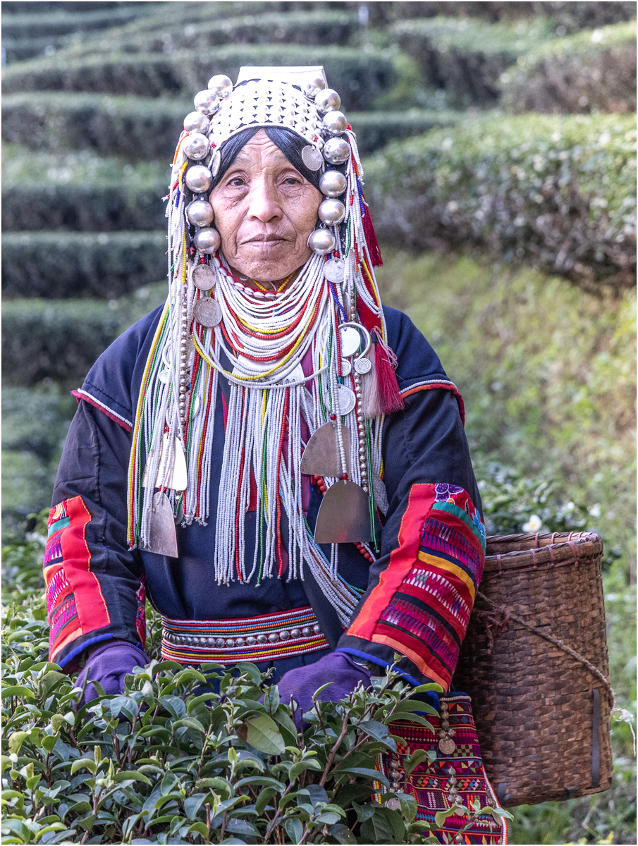 Redin Kathy Picking Tea Pictorial   Class A 20260415